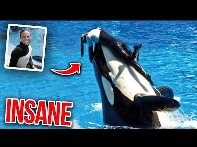 Orca trainer is devoured by this one while perfor…